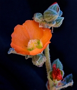 Sphaeralcea ambigua 16-6784a